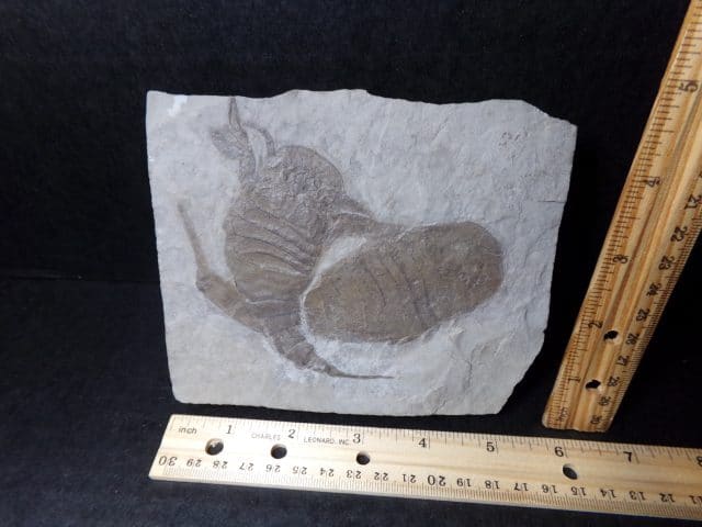 Eurypterid Specimen (040921j)  