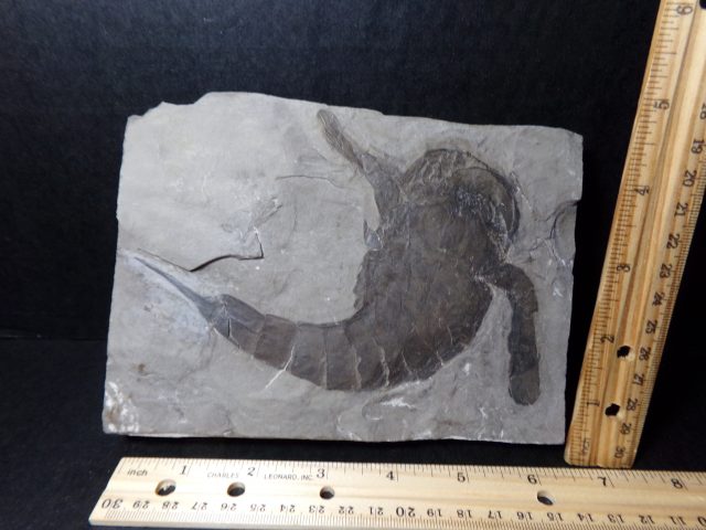 "CHRISTMAS IS COMING SALE"  Eurypterid Specimen (040921m)  