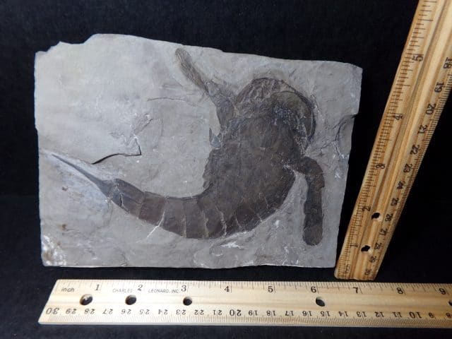 "CHRISTMAS IS COMING SALE"  Eurypterid Specimen (040921m)   - Image 2