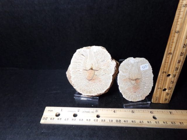 Sliced Araucaria Cone (041021c)