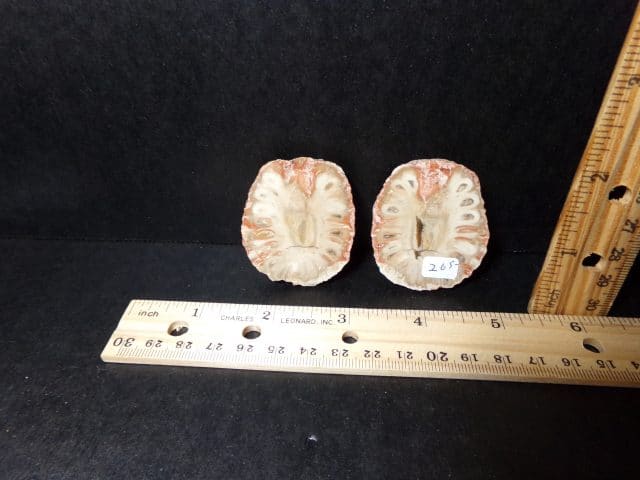 Sliced Araucaria Cone (041021d)