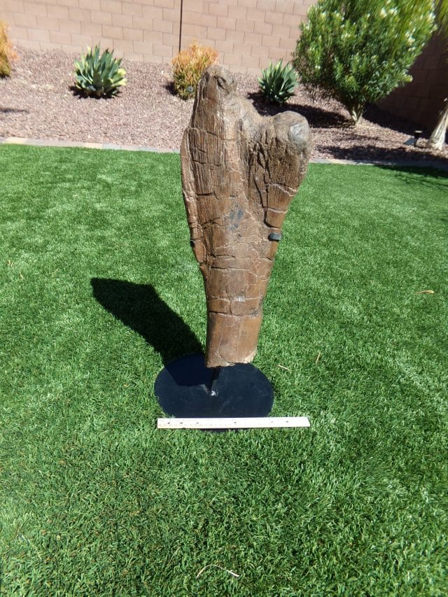 Hadrosaur (Duckbill Dinosaur) Partial Femur (041021f)