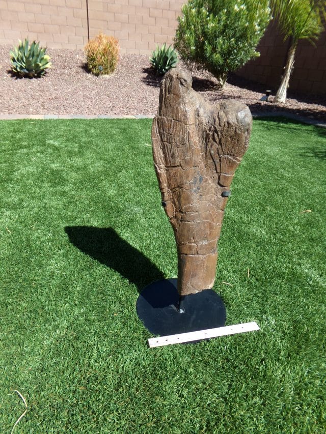 Hadrosaur (Duckbill Dinosaur) Partial Femur (041021f) - Image 3