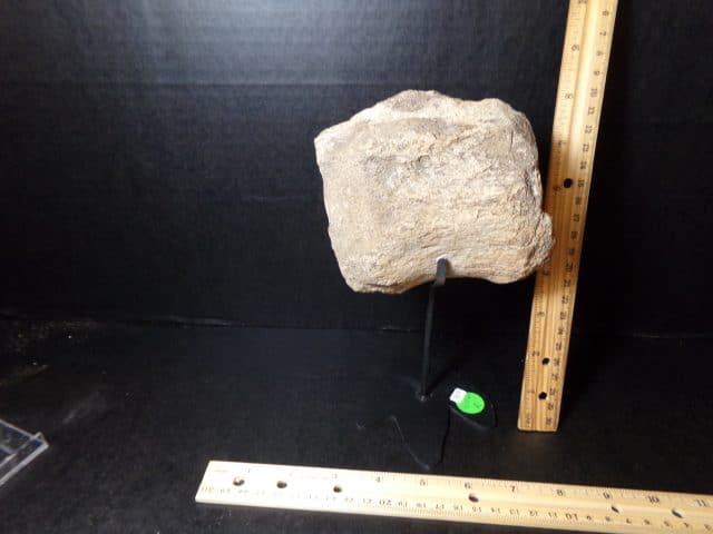 Allosaurus Tail Vertebra  (041021r)  ,,,,, (ON HOLD for BB)