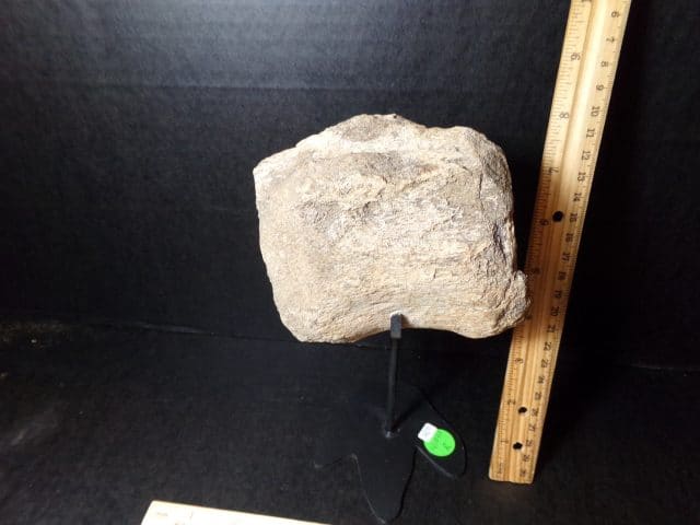 Allosaurus Tail Vertebra  (041021r)  ,,,,, (ON HOLD for BB) - Image 2