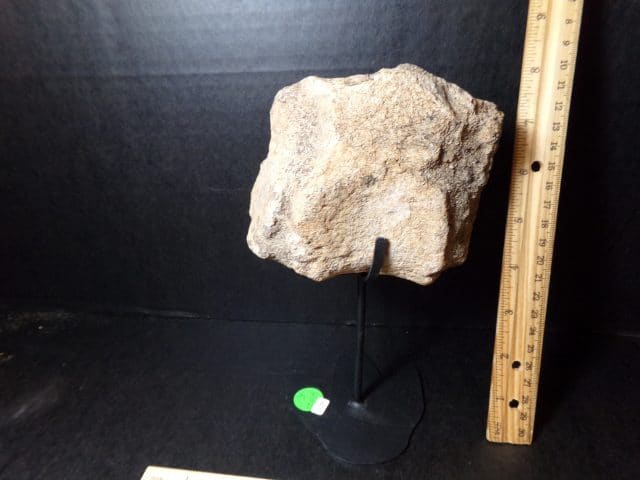 Allosaurus Tail Vertebra  (041021r)  ,,,,, (ON HOLD for BB) - Image 3