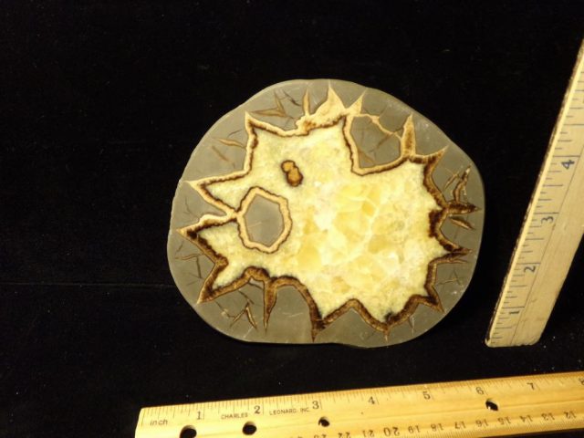 Large Septarian Nodule Slice  (042521m)