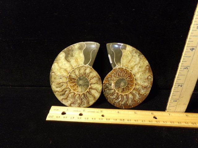 Sliced & Polished Ammonite  (042521y)