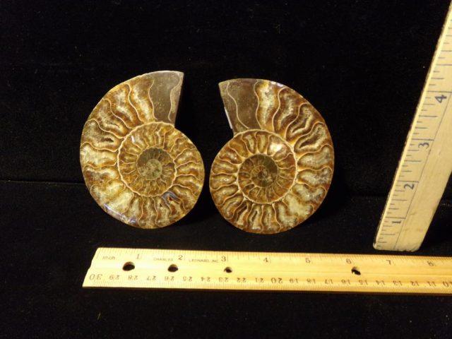 Sliced & Polished Ammonite  (042521z)
