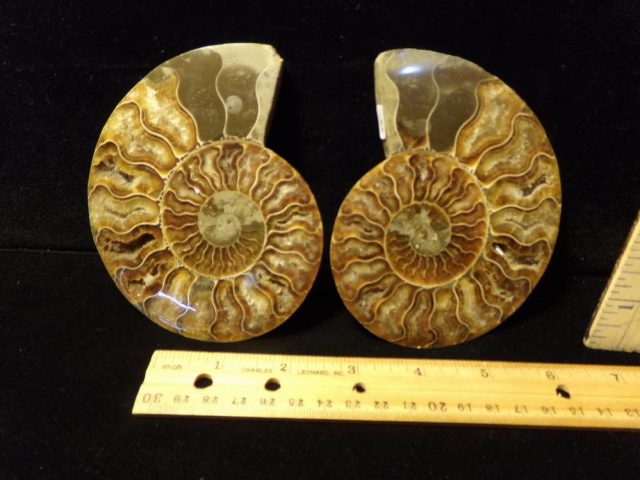 Sliced & Polished Ammonite  (042621d)
