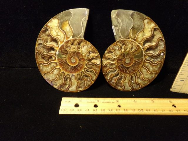 Sliced & Polished Ammonite  (042621g)