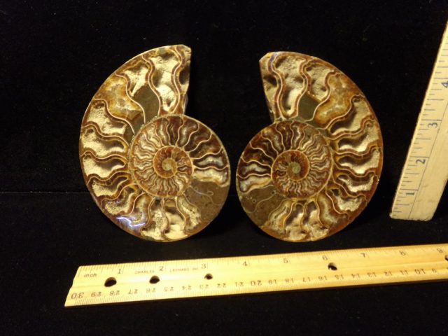Sliced & Polished Ammonite  (042721g)