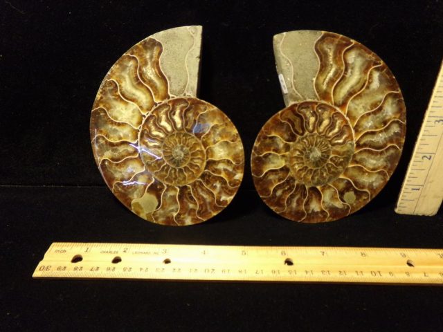 Sliced & Polished Ammonite  (042721h)