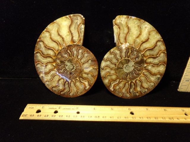 Sliced & Polished Ammonite  (042721j)