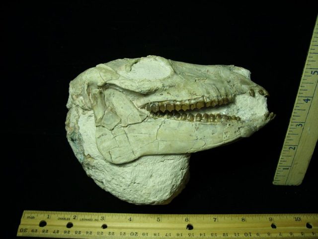 Equidae Mesohippus”  (Horse)(032921d)