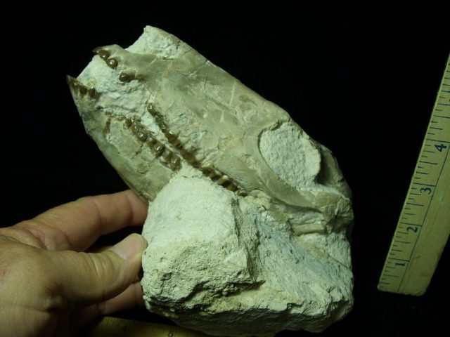 Equidae Mesohippus”  (Horse)(032921d) - Image 3