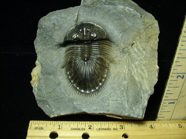 Fossilized Trilobite – Thysanopeltis speciosa (032921e)