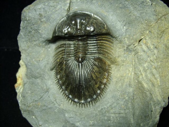 Fossilized Trilobite – Thysanopeltis speciosa (032921e) - Image 2