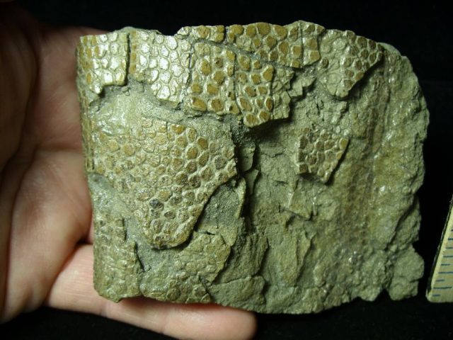 Hadrosaur (Duckbill Dinosaur) "SKIN"  (030921j) - Image 2