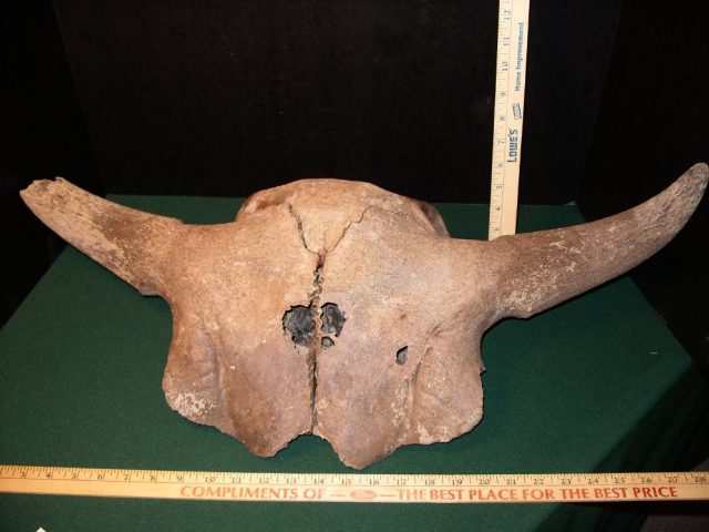 Fossil Bison Skull with Horns (041421a)