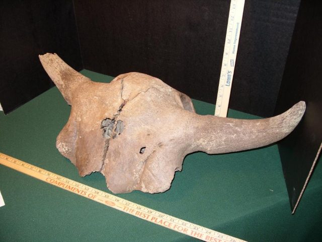 Fossil Bison Skull with Horns (041421a) - Image 2