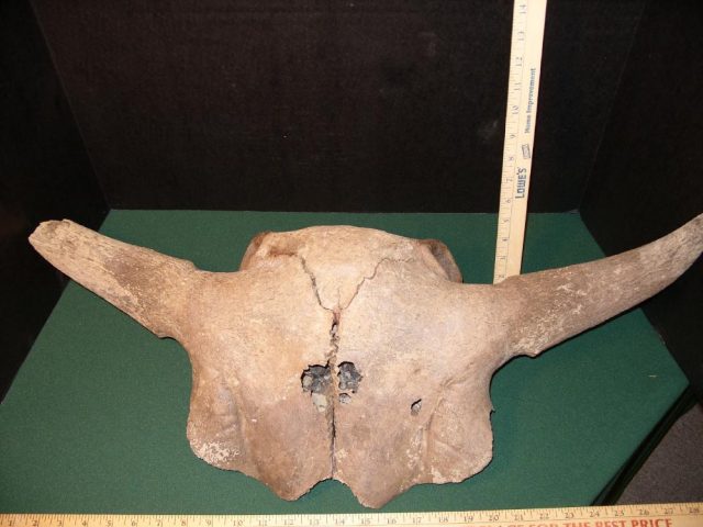 Fossil Bison Skull with Horns (041421a) - Image 3