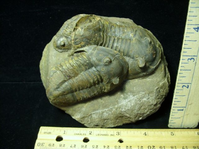 Fossilized  Trilobites – Asaphellus (041521m)