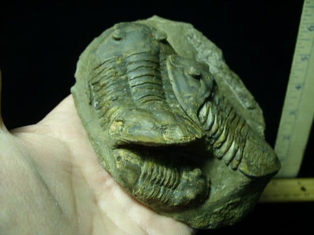 Fossilized  Trilobites – Asaphellus (041521m) - Image 2