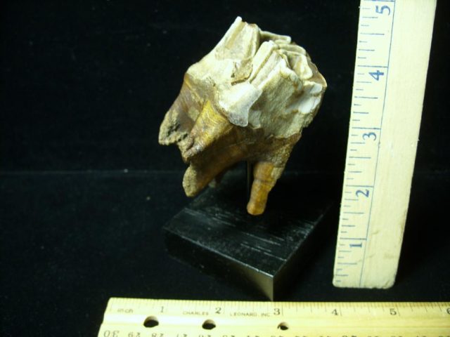 Fossilized Prehistoric Wooly Rhinoceros Tooth(041621a)