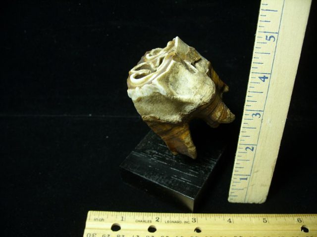Fossilized Prehistoric Wooly Rhinoceros Tooth(041621a) - Image 2