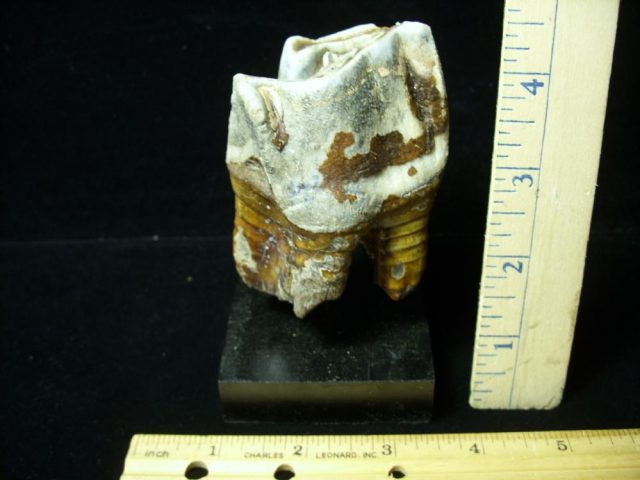 Fossilized Prehistoric Wooly Rhinoceros Tooth(041621b)