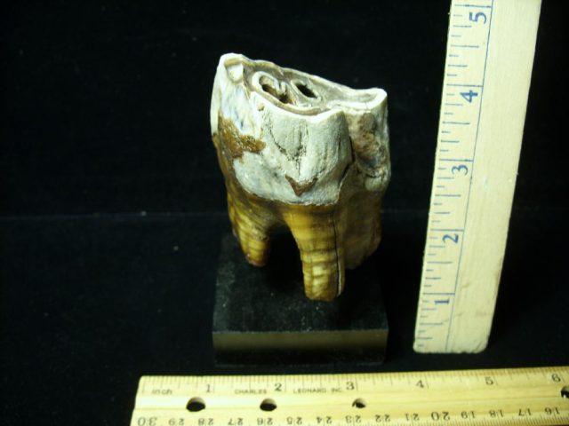 Fossilized Prehistoric Wooly Rhinoceros Tooth(041621b) - Image 2