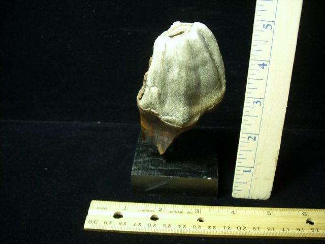 Fossilized Prehistoric Wooly Rhinoceros Tooth(041621c)