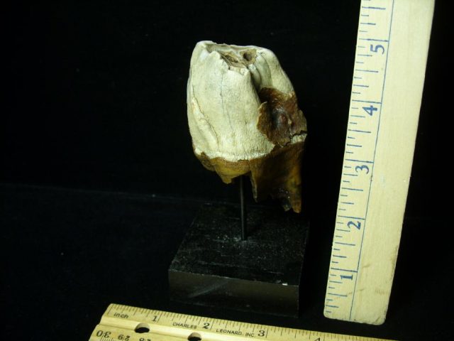 Fossilized Prehistoric Wooly Rhinoceros Tooth(041621c) - Image 2