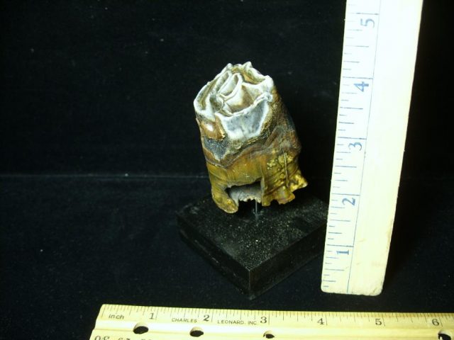 Fossilized Prehistoric Wooly Rhinoceros Tooth(041621d)