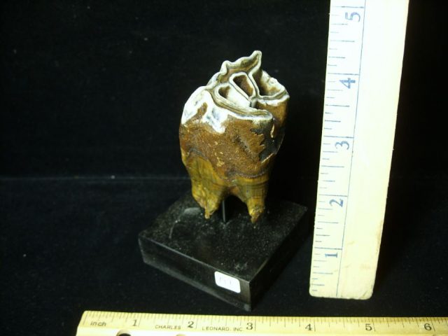 Fossilized Prehistoric Wooly Rhinoceros Tooth(041621d) - Image 2