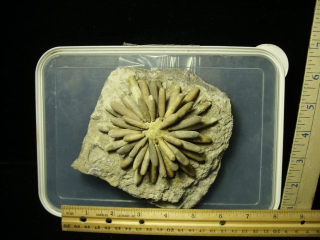 Fossilized Echinoid (Sea Urchin) Specimen (041621f)