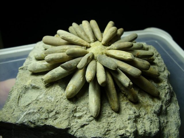 Fossilized Echinoid (Sea Urchin) Specimen (041621f) - Image 2