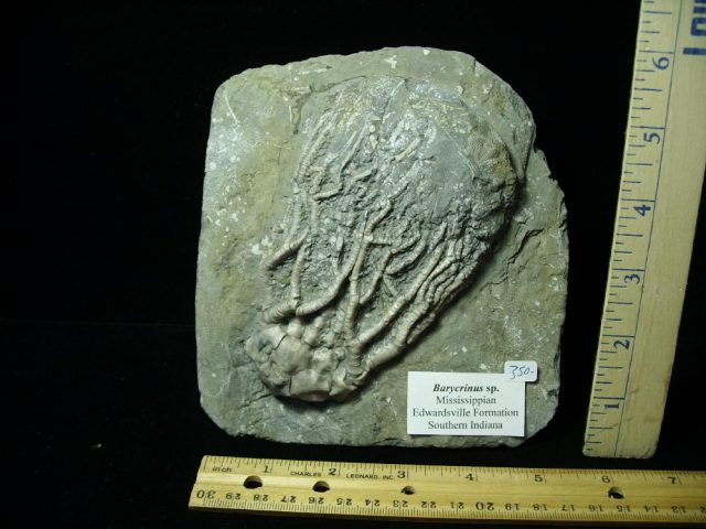 Indiana Fossil Crinoid  (041621g)