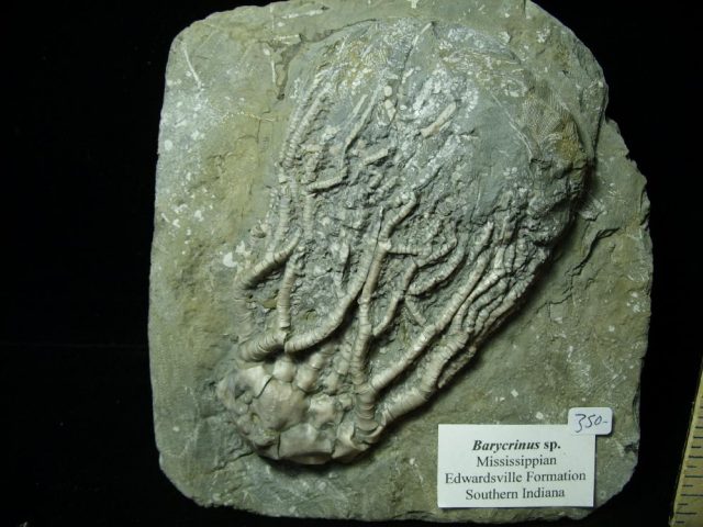 Indiana Fossil Crinoid  (041621g) - Image 2