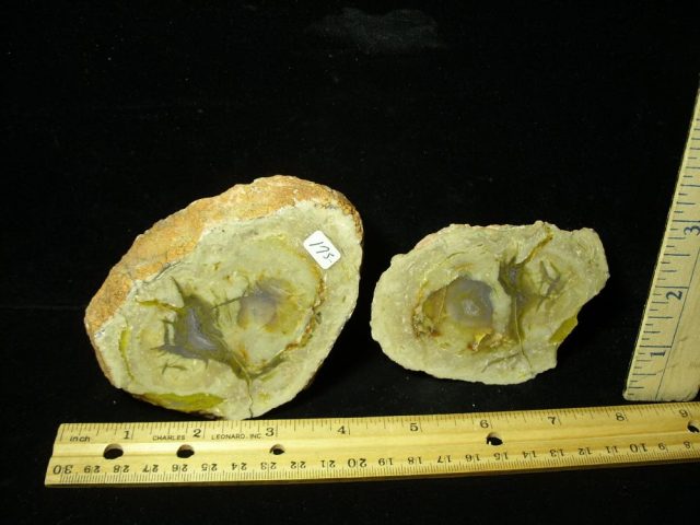 Dinosaur Coprolite  (Poop) (041821e)