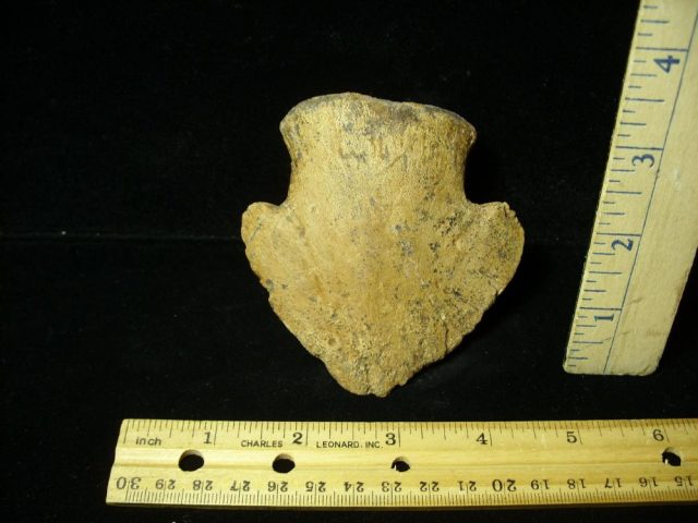 Hadrosaur Dinosaur Toe Bone (Ungal) (044821f)