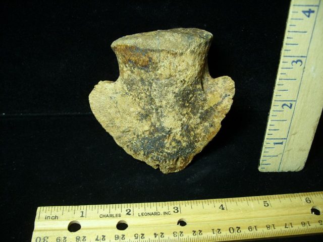 Hadrosaur Dinosaur Toe Bone (Ungal) (044821f) - Image 2