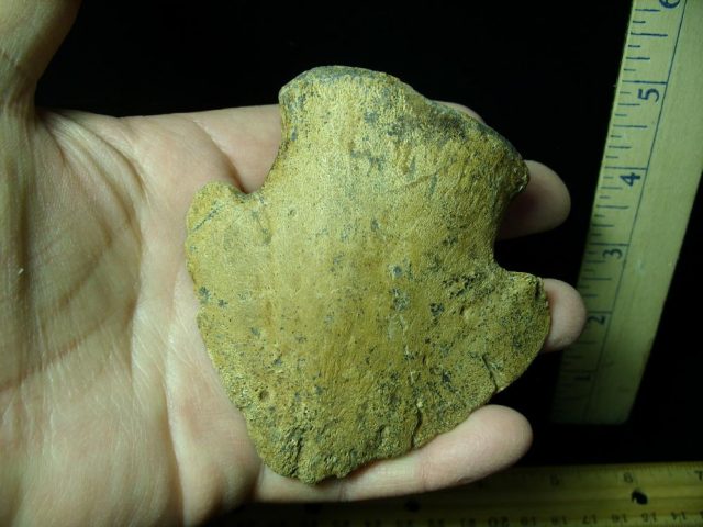 Hadrosaur Dinosaur Toe Bone (Ungal) (044821f) - Image 3