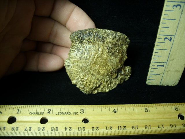 Hadrosaur Dinosaur Toe Bone (Ungal) (044821j)