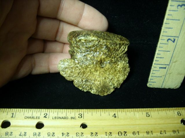 Hadrosaur Dinosaur Toe Bone (Ungal) (044821j) - Image 2