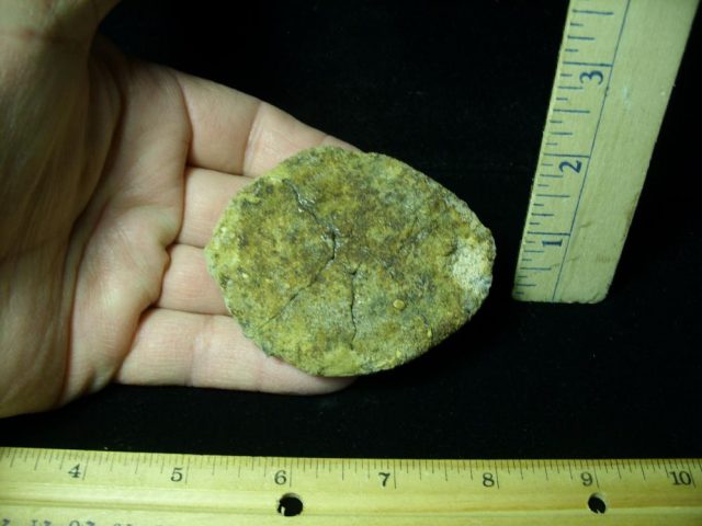 Rebbachisaurus Dinosaur Bone Scute  (044821s)