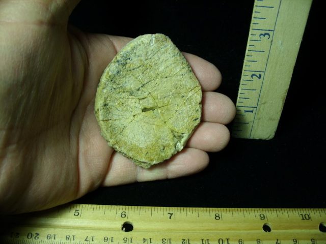 Rebbachisaurus Dinosaur Bone Scute  (044821s) - Image 2