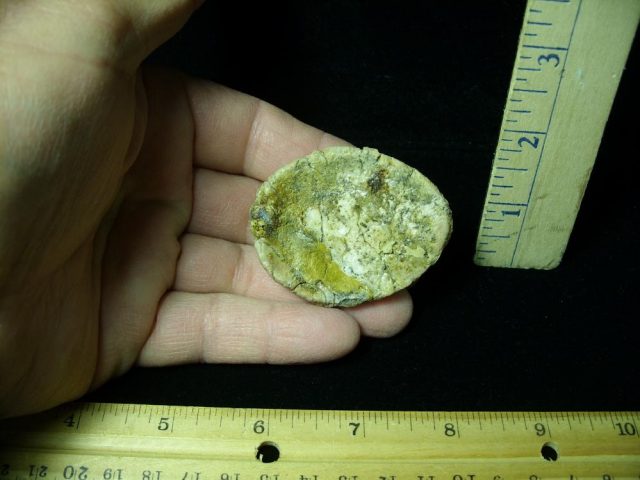 Rebbachisaurus Dinosaur Bone Scute  (044821v) - Image 2