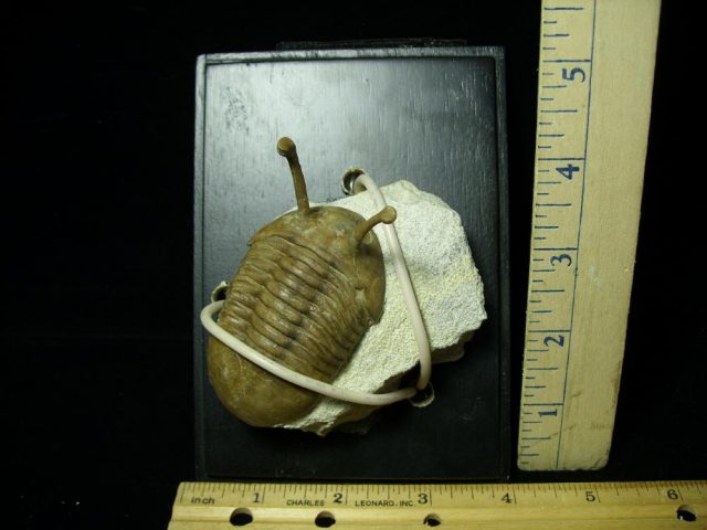 Fossilized Trilobite – Arthropod (044821n)